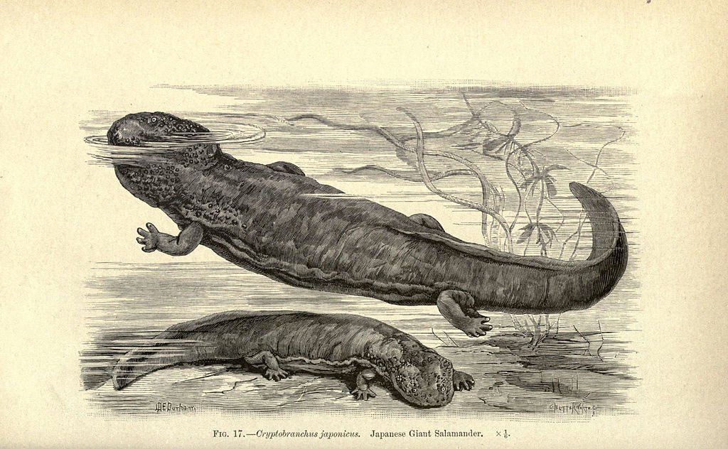 Древний монстр в реках Японии меняет экосистему