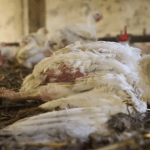 Норвегия объявляет войну «курам-франкенштейнам»: историческое решение для защиты животных ➤ Infotime.co