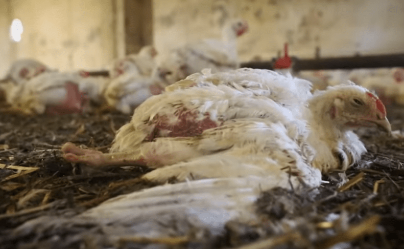 Норвегия объявляет войну «курам-франкенштейнам»: историческое решение для защиты животных ➤ Infotime.co