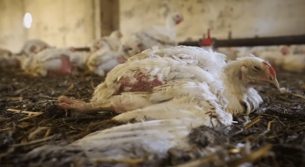 Норвегия объявляет войну «курам-франкенштейнам»: историческое решение для защиты животных ➤ Infotime.co