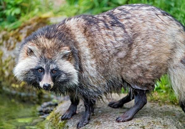 У Чорнобильській зоні зафіксували дивну поведінку єнотоподібного собаки
