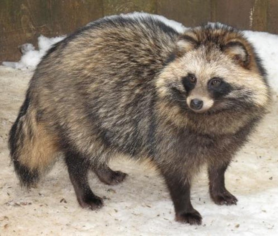 У Чорнобильській зоні зафіксували дивну поведінку єнотоподібного собаки