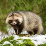 У Чорнобильській зоні зафіксували дивну поведінку єнотоподібного собаки ➤ Infotime.co