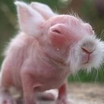 Ein fünfjähriges Mädchen glaubte, ein Kaninchen gerettet zu haben. Der Tierarzt meint, die Geschichte werde Schlagzeilen machen, wenn er sie sieht ➤ Infotime.co