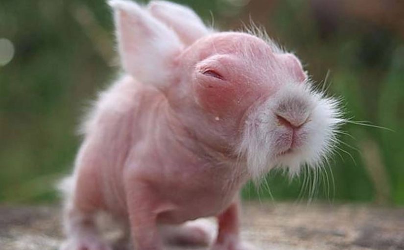 Ein fünfjähriges Mädchen glaubte, ein Kaninchen gerettet zu haben. Der Tierarzt meint, die Geschichte werde Schlagzeilen machen, wenn er sie sieht ➤ Infotime.co