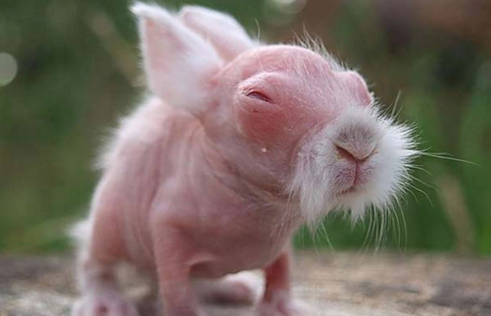 Ein fünfjähriges Mädchen glaubte, ein Kaninchen gerettet zu haben. Der Tierarzt meint, die Geschichte werde Schlagzeilen machen, wenn er sie sieht ➤ Infotime.co