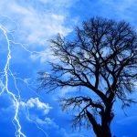 Учені вперше помітили унікальне явище під час грози: дерева іскряться ➤ Infotime.co