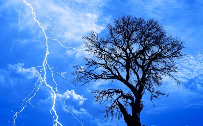Учені вперше помітили унікальне явище під час грози: дерева іскряться ➤ Infotime.co