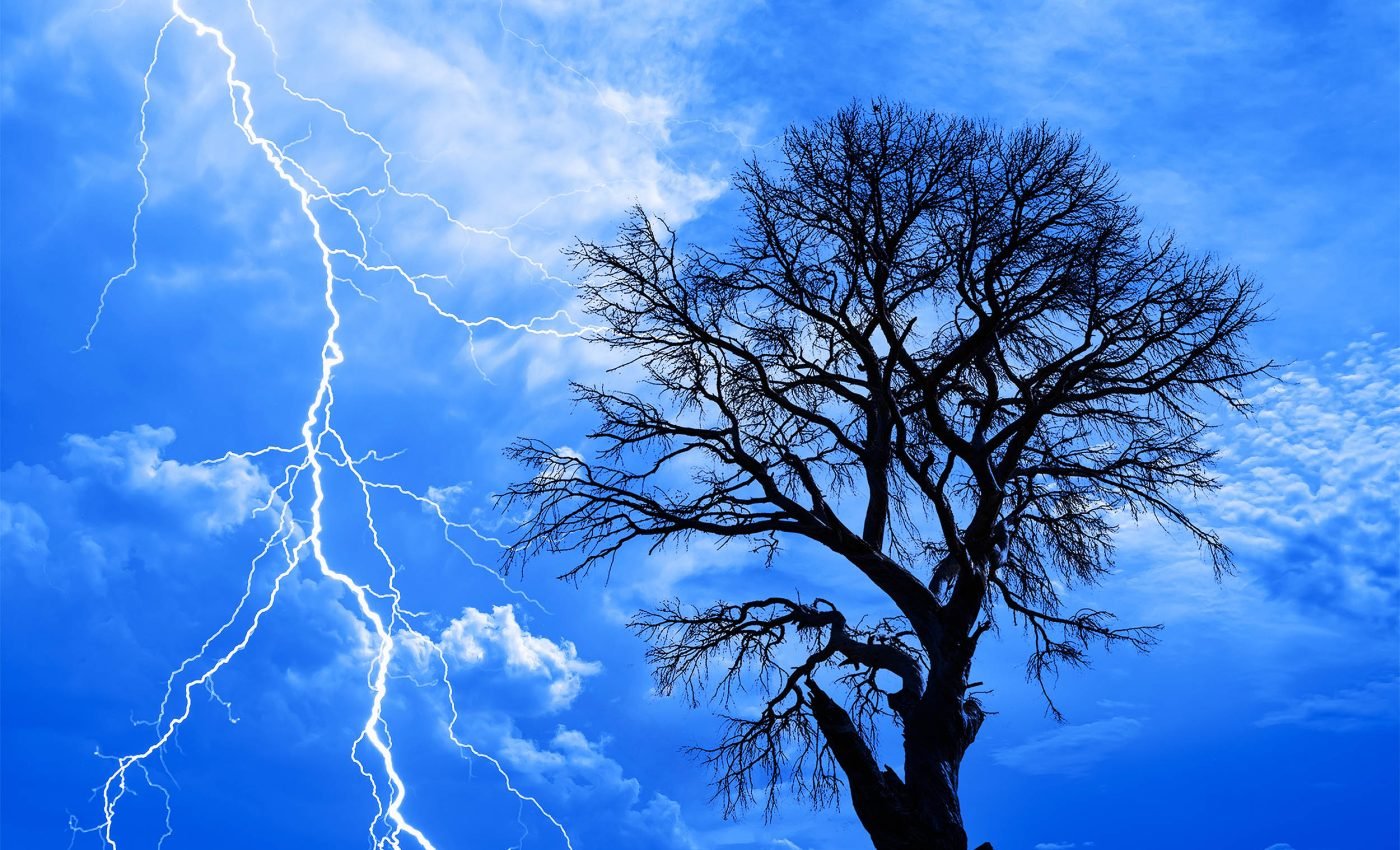 Учені вперше помітили унікальне явище під час грози: дерева іскряться ➤ Главное.net