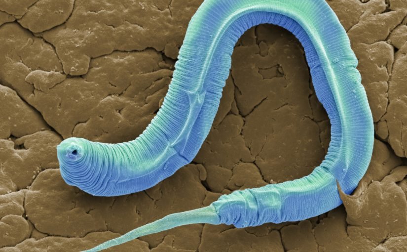 Вчені “розбудили” черв’яка, який лишався у мерзлоті 46 тисяч років (фото) ➤ Infotime.co