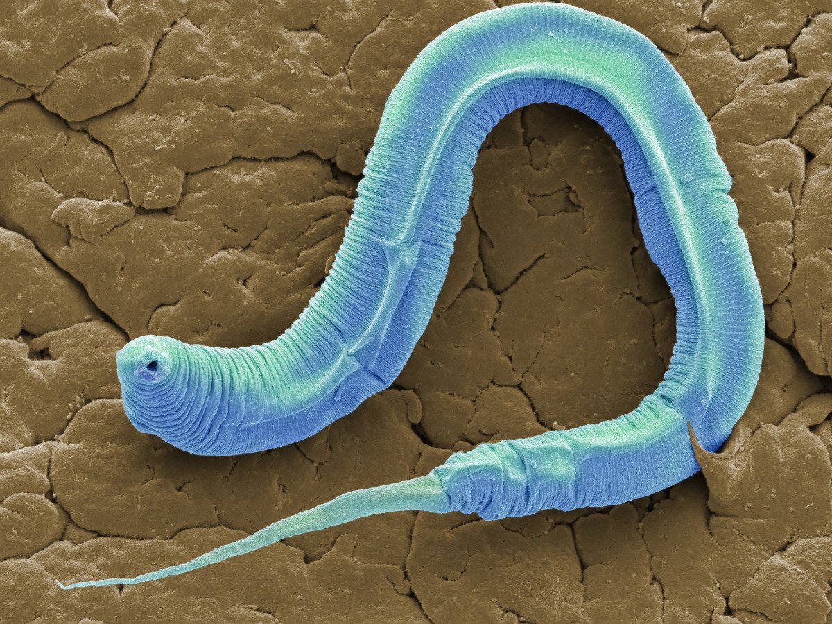 Вчені “розбудили” черв’яка, який лишався у мерзлоті 46 тисяч років (фото) ➤ Главное.net