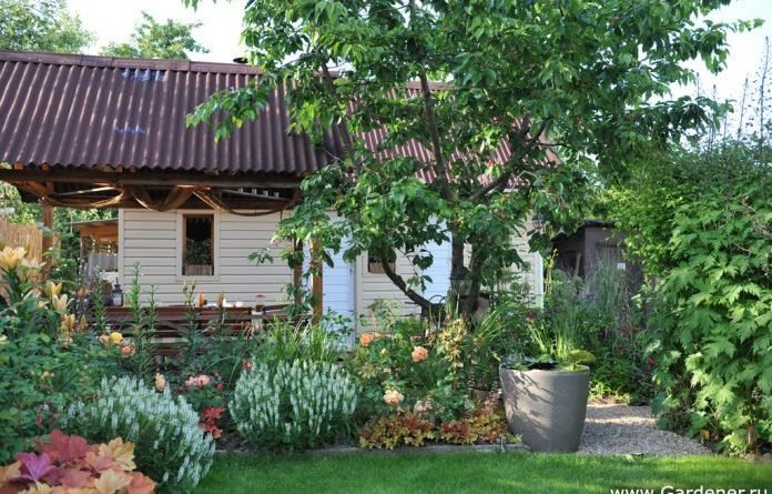 Ці дерева не можна садити у дворі і ось чому