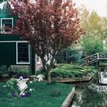 Ці дерева не можна садити у дворі і ось чому ➤ Infotime.co