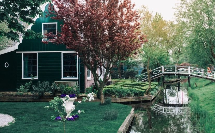 Эти деревья нельзя сажать во дворе и вот почему ➤ Infotime.co