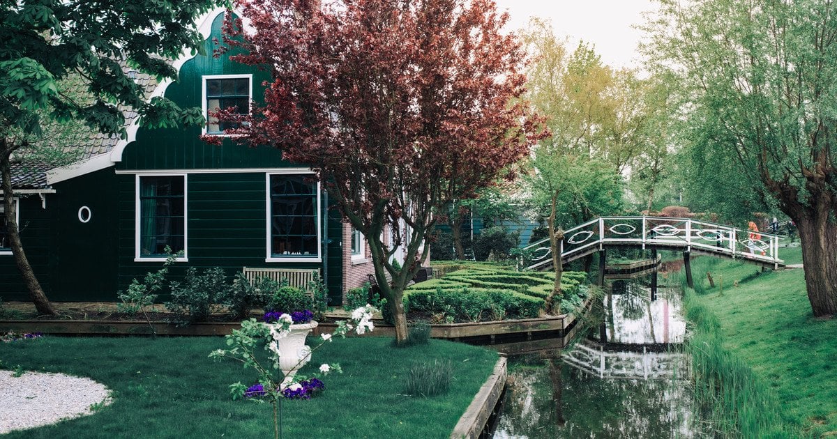 Эти деревья нельзя сажать во дворе и вот почему ➤ Infotime.co