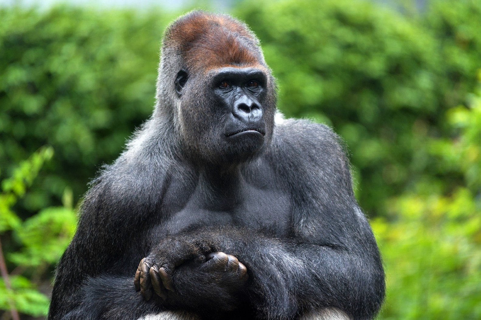 Wer wird gewinnen: 100 Personen oder ein Gorilla? Ein Blick aus evolutionärer Sicht