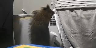 Un mapache ha estado entrando a diario en el apartamento de una residente de Cincinnati