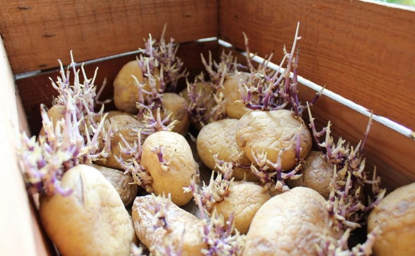 Чому картопля проростає та чи можна її після цього їсти ➤ Infotime.co