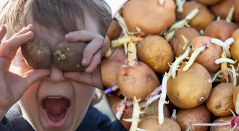 Чому картопля проростає та чи можна її після цього їсти