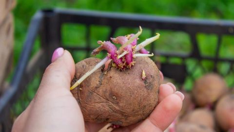 Чому картопля проростає та чи можна її після цього їсти