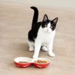 Ці продукти ніколи не давайте коту: список від ветеринарів ➤ Infotime.co