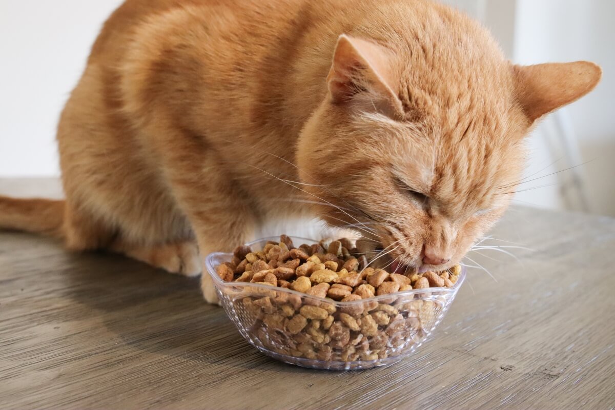 Ці продукти ніколи не давайте коту: список від ветеринарів