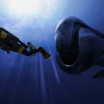 У китів є те, що може подовжити життя людини до 200 років ➤ Infotime.co