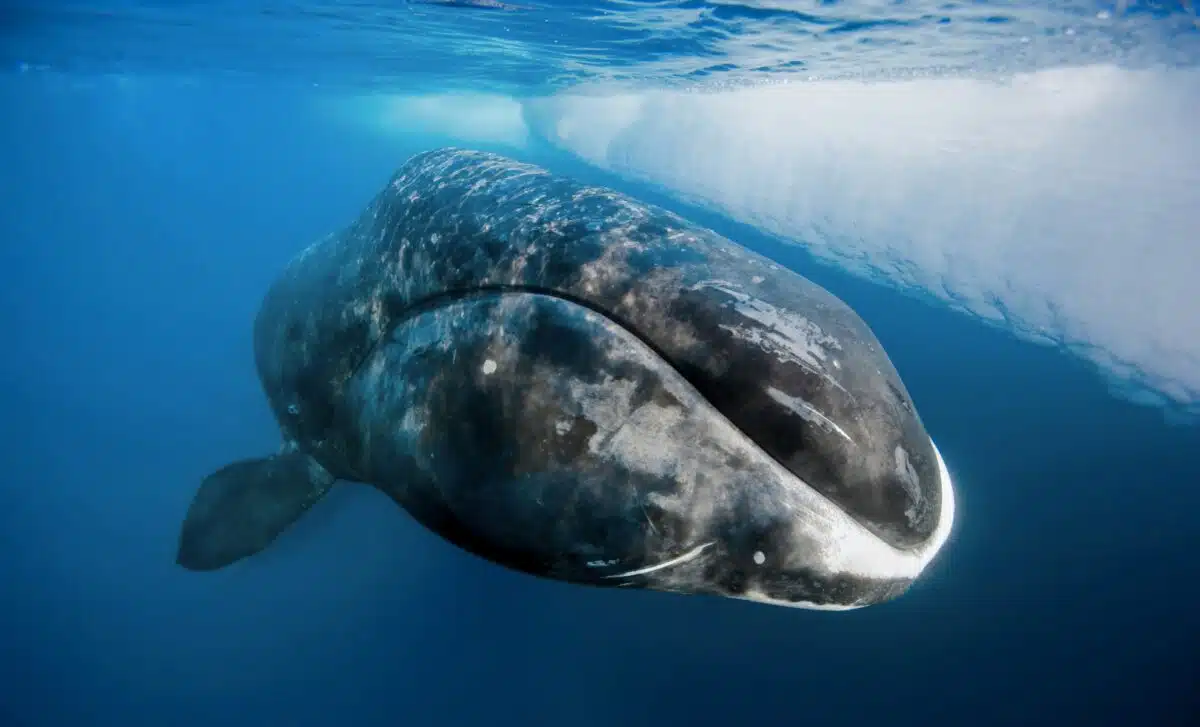 У китів є те, що може подовжити життя людини до 200 років
