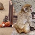 Мавпеня Панча почали приймати інші макаки у японському зоопарку ➤ Infotime.co