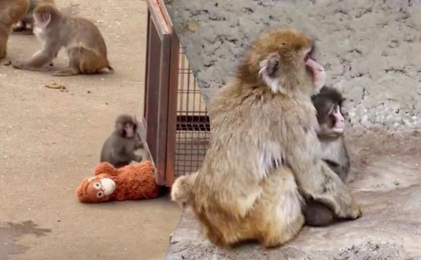 Мартышку Панча начали принимать другие макаки в японском зоопарке ➤ Infotime.co