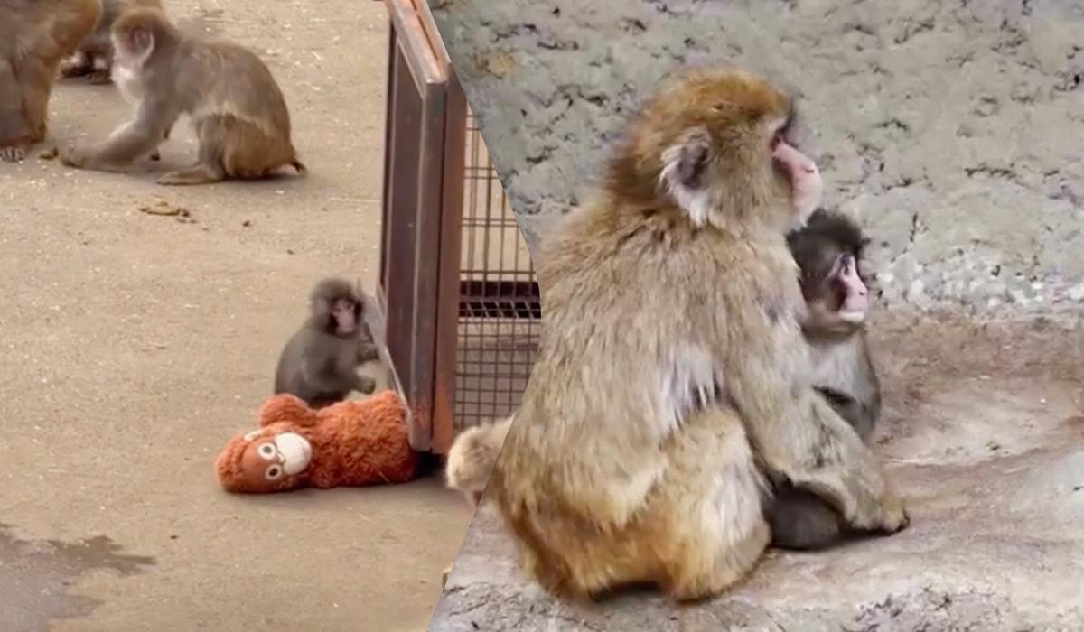 Мавпеня Панча почали приймати інші макаки у японському зоопарку ➤ Infotime.co