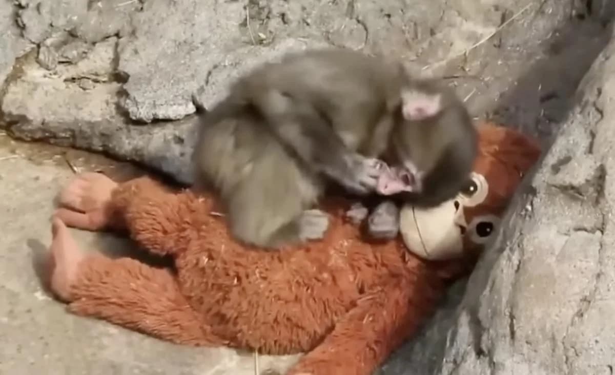 Мартышку Панча начали принимать другие макаки в японском зоопарке