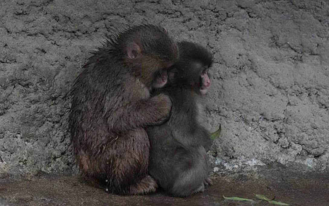 Мартышку Панча начали принимать другие макаки в японском зоопарке
