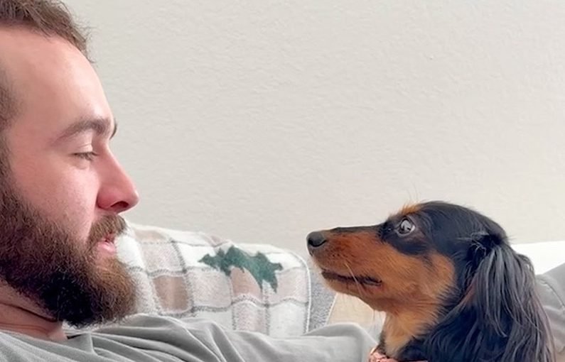 Sehr unbeholfener Dackel hat alle Augen auf Papa gerichtet ➤ Infotime.co