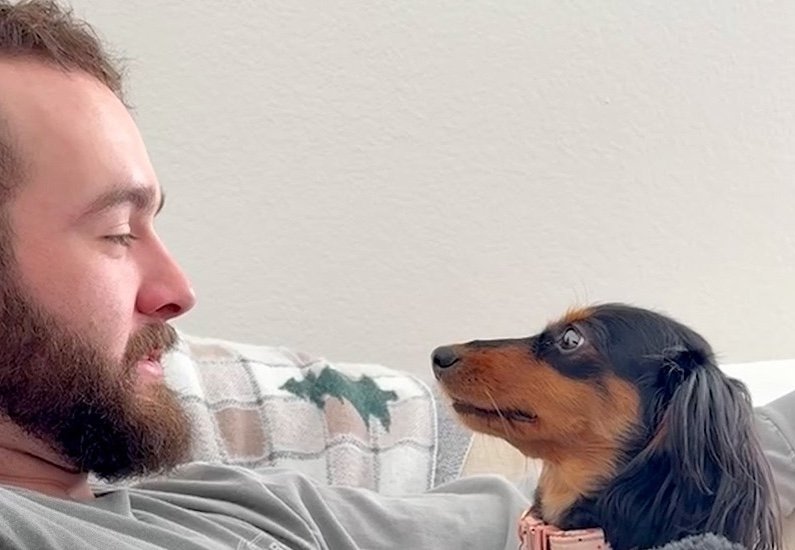 Sehr unbeholfener Dackel hat alle Augen auf Papa gerichtet ➤ Infotime.co