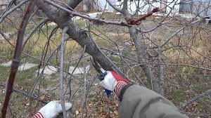 Весеннее обновление сада: какие растения нуждаются в срочной обрезке в марте