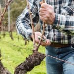 Весняне оновлення саду: які рослини потребують термінової обрізки в березні ➤ Infotime.co