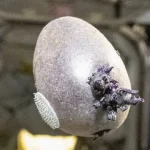 Жуткое существо: фото астронавта NASA испугало Сеть ➤ Infotime.co