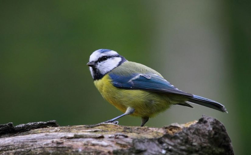 Вчені пояснили, чому міські синиці збирають сигаретні недопалки ➤ Infotime.co