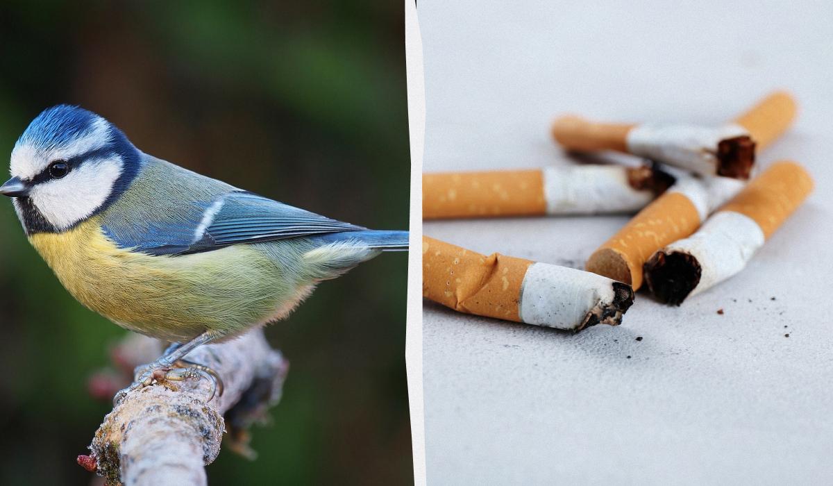 Вчені пояснили, чому міські синиці збирають сигаретні недопалки