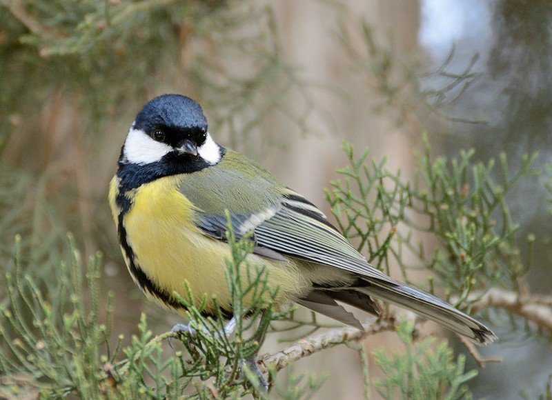 Вчені пояснили, чому міські синиці збирають сигаретні недопалки