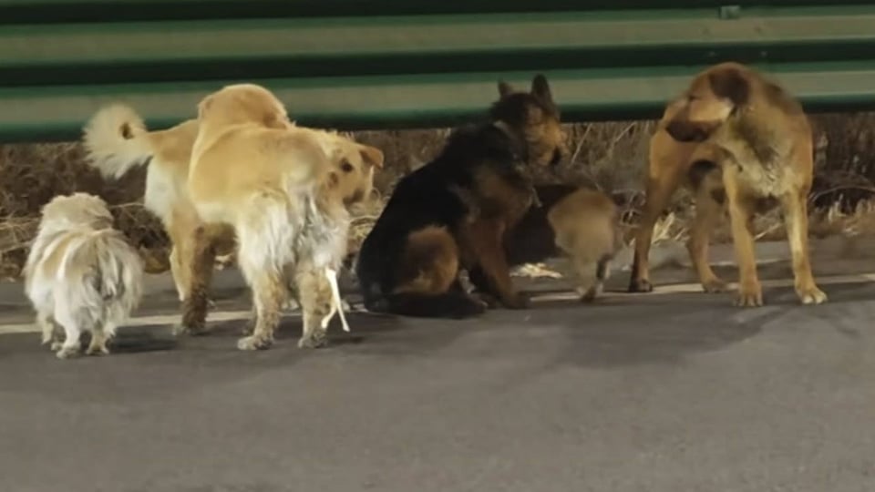 Сім собак влаштували втечу від торговців м’ясом та піклувалися один про одного  (відео)