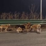 Семь собак устроили побег от торговцев мясом и заботились друг о друге (видео) ➤ Infotime.co