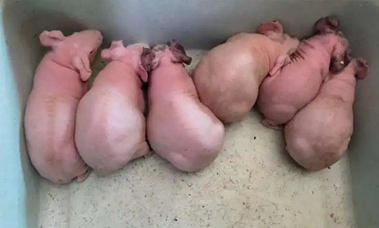 Ein fünfjähriges Mädchen glaubte, ein Kaninchen gerettet zu haben. Der Tierarzt meint, die Geschichte werde Schlagzeilen machen, wenn er sie sieht