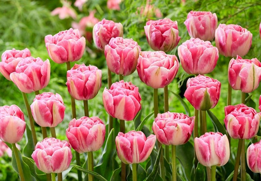 Як зробити тюльпани пишними і яскравими: просте підживлення за “бабусиним” рецептом