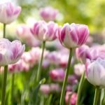 Як зробити тюльпани пишними і яскравими: просте підживлення за “бабусиним” рецептом ➤ Infotime.co