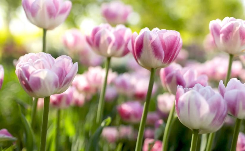 Як зробити тюльпани пишними і яскравими: просте підживлення за “бабусиним” рецептом ➤ Infotime.co