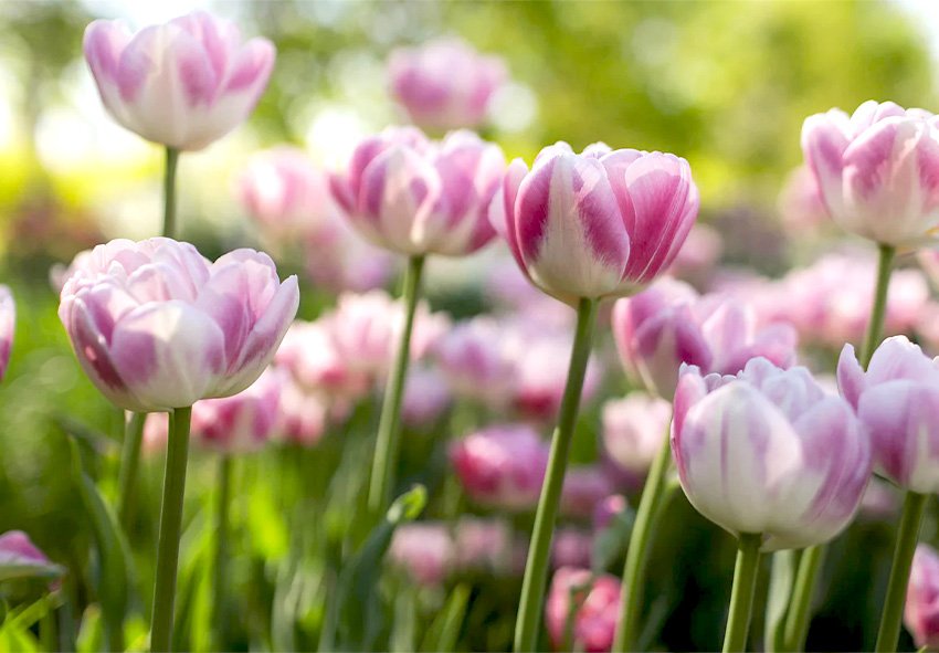 Как сделать тюльпаны пышными и яркими: простая подкормка по «бабушкиному» рецепту ➤ Infotime.co