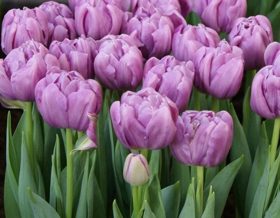 Як зробити тюльпани пишними і яскравими: просте підживлення за “бабусиним” рецептом