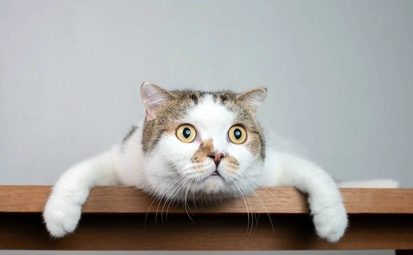 El gatito se quedó literalmente sin palabras cuando su dueño comenzó a mostrar figuras de sombras ➤ Infotime.co